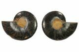 Cut/Polished Ammonite Fossil - Unusual Black Color #132562-1